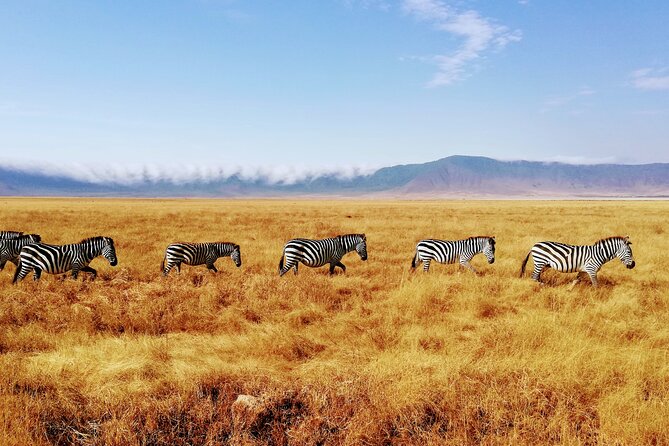 8-Day Private Guided Tanzania Safari with Pick Up - Day 3: Lake Manyara’s lake edge and forest