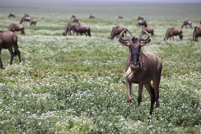 8-Day Private Guided Tanzania Safari with Pick Up - Days 4 and 5: The Serengeti at full scale