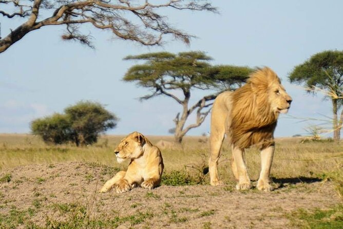 8-Day Private Guided Tanzania Safari with Pick Up - Day 7: Six hours inside Ngorongoro Crater