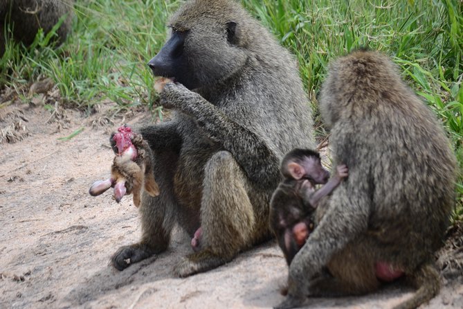 8 Day private wildebeest migration safari Serengeti Ngorongoro - Day 6: A sunrise game drive out of central Serengeti