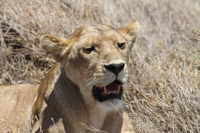 8 Day private wildebeest migration safari Serengeti Ngorongoro - Day 7: A full wildlife circuit inside Ngorongoro Crater
