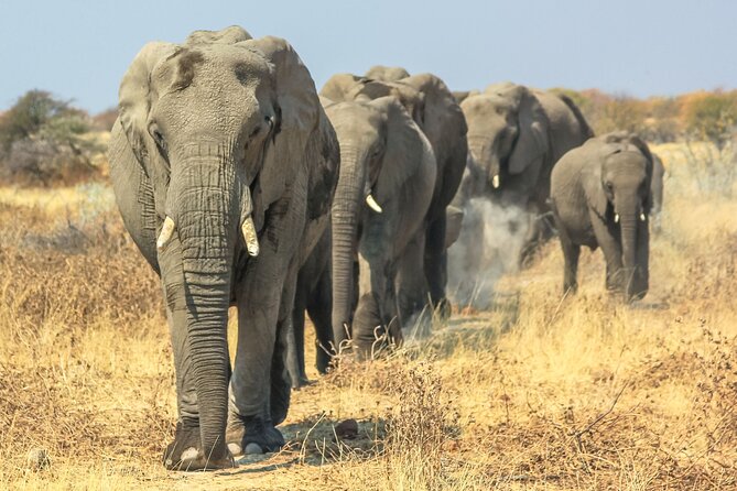 8 Day Safari The Best of Tanzania & Lake Eyasi - Why this northern Tanzania route works so well