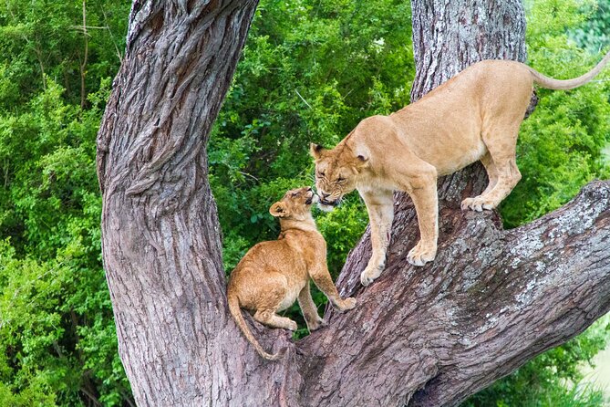 8 Day Safari The Best of Tanzania & Lake Eyasi - Day 3: Cross the Ngorongoro Highlands into the Serengeti