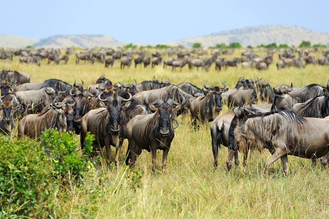 8 Day Spectacular Migration Serengeti mid -Range Tanzania Safari - Why eight days works better than a rushed safari
