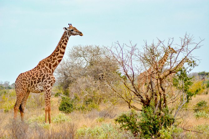 8 Day Spectacular Migration Serengeti mid -Range Tanzania Safari - Days four and five: following the migration north