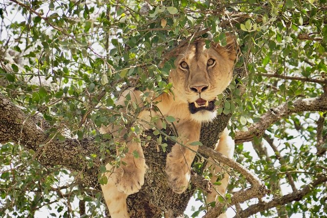 8 Day Spectacular Migration Serengeti mid -Range Tanzania Safari - Day six: returning through the central Serengeti