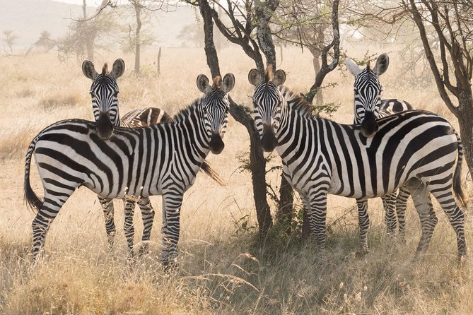 8 Day Spectacular Migration Serengeti mid -Range Tanzania Safari - Day eight: birdlife and forest at Lake Manyara