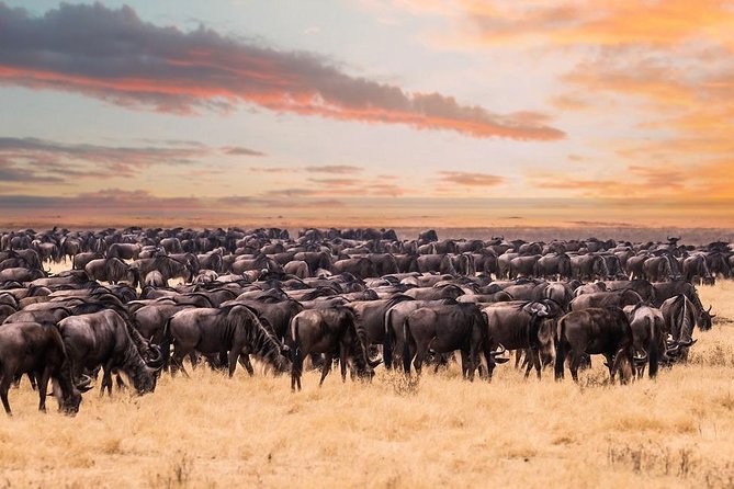 8 Day Spectacular Migration Serengeti mid -Range Tanzania Safari - Day two: elephants and baobabs in Tarangire