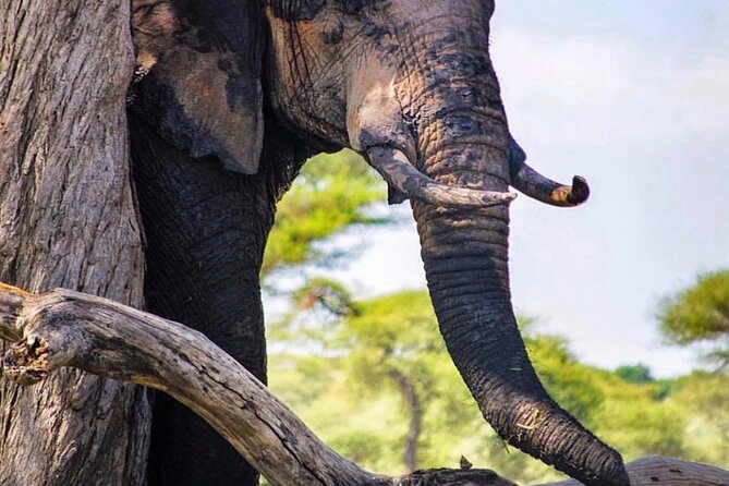 8-Day Tanzania Private Safari Tour with Airport Pickup - Day 2: Tarangire and its giant baobabs