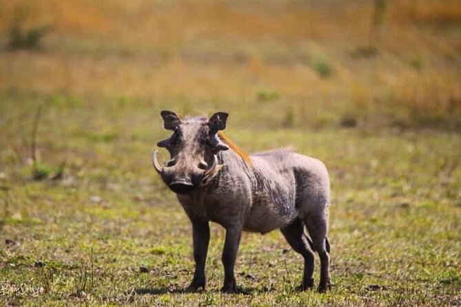 8-Day Tanzania Private Safari Tour with Airport Pickup - Days 5 and 6: Three chances to find the Serengeti