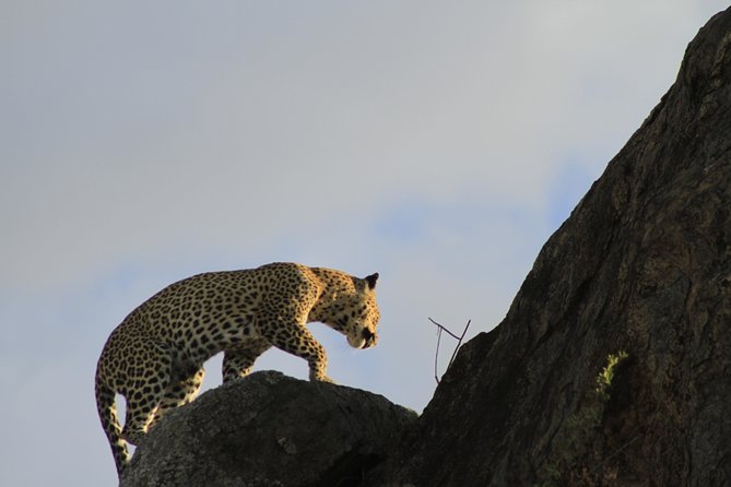 8 Days 7 Nights Private Lodge Safari - Days 4 and 5: Two full days to search Serengeti