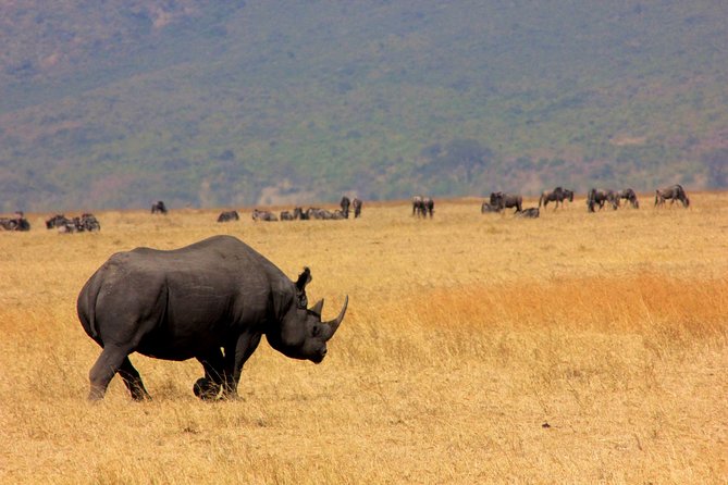 8 Days 7 Nights Tanzania Wildlife & Culture Lodge Safari - Day 2: Elephants and baobabs in Tarangire National Park