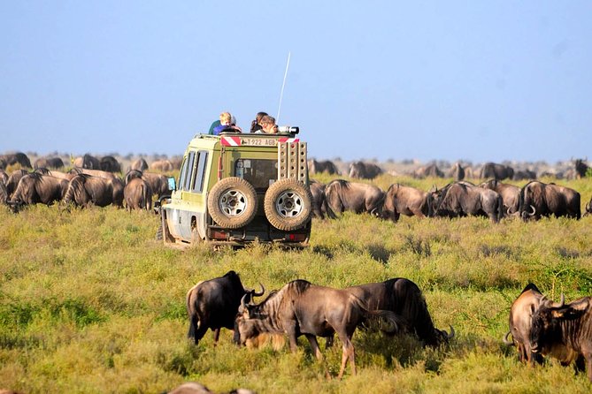 8 Days 7 Nights Tanzania Wildlife & Culture Lodge Safari - Day 4: The safari’s main full day on the Serengeti plains