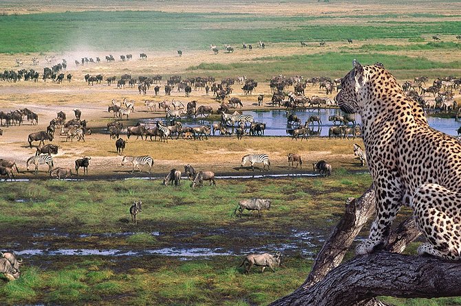 8 Days 7 Nights Tanzania Wildlife & Culture Lodge Safari - Day 1: A practical start at Masailand Safari Lodge