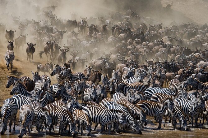 8 Days Follow the Wildebeest Migration River Crossing Safari - Days 4 and 5: The northern Serengeti and the Mara River question