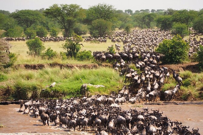 8 Days Follow the Wildebeest Migration River Crossing Safari - Day 6: Central Serengeti wildlife and birdlife