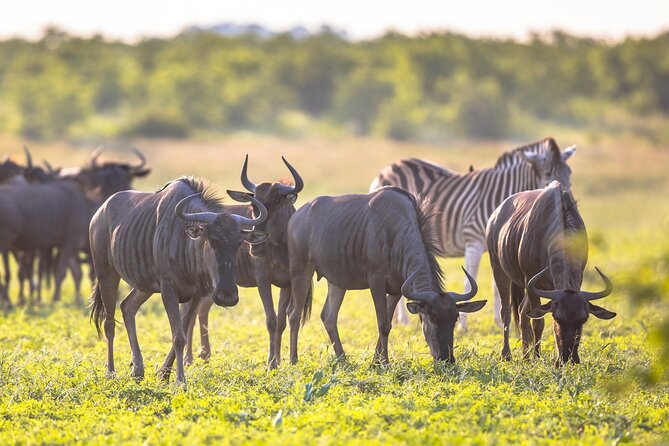 8 Days Follow the Wildebeest Migration River Crossing Safari - Day 1: Kilimanjaro Airport to Arusha
