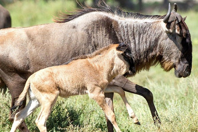 8 Days Great Migration - Grumeti River - Following the herds toward the Grumeti River