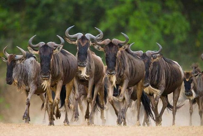8 Days Great Migration - Grumeti River - Mto wa Mbu and Lake Manyara in one day
