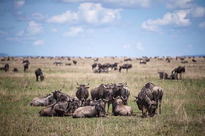 8 Days Great Wildebeest Calving Migration Safari from Arusha - Why the Ndutu calving season matters