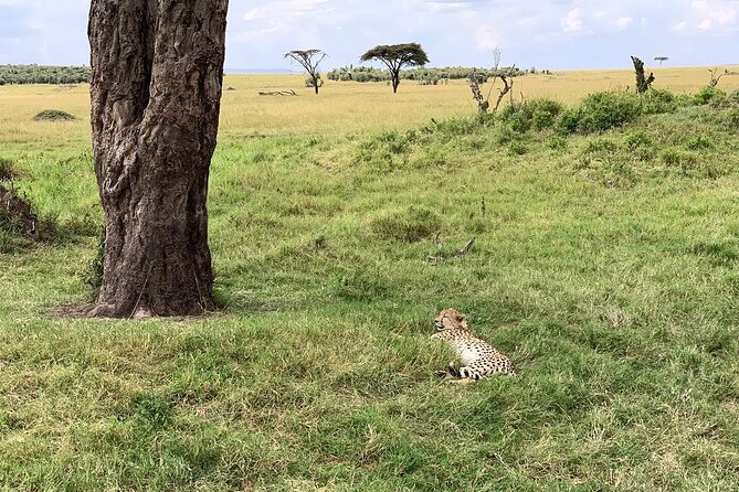 8 Days Great Wildebeest Calving Migration Safari from Arusha - Day 3: Lake Manyara’s compact wildlife circuit