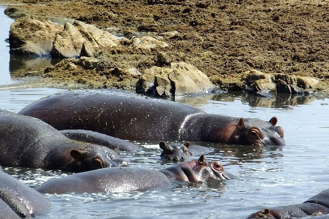8 Days Great Wildebeest Migration - Mara River Crossing - Day 2: Mto wa Mbu culture and Lake Manyara wildlife