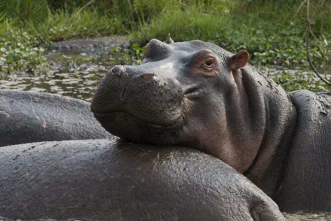 8 Days Green Season Offer - Luxury Serena Safari - Days Four and Five: Two Full Days in the Serengeti