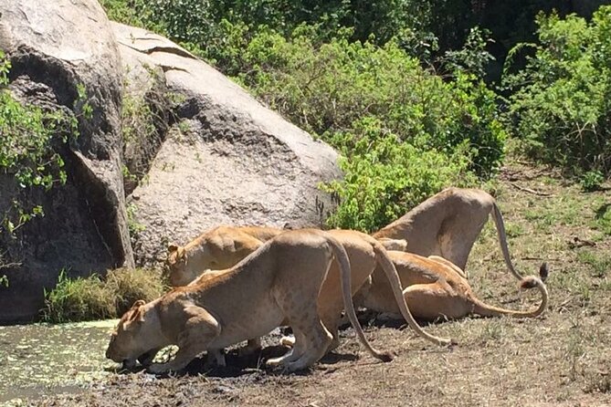 8 Days Green Season Offer - Luxury Serena Safari - Day Six: Olduvai Gorge and a Crater-Rim Lodge
