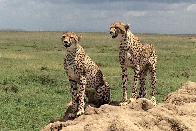 8 Days Green Season Offer - Luxury Serena Safari - Day Seven: A Full Day Inside Ngorongoro Crater