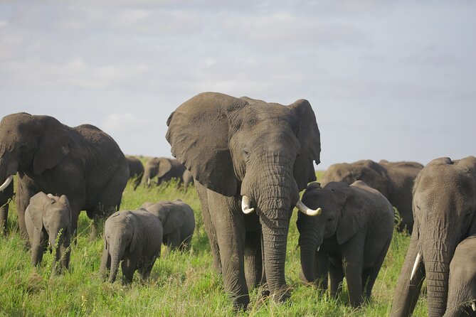 8 Days Green Season Offer - Luxury Serena Safari - Serena Lodging: Comfort With a Strong Sense of Place