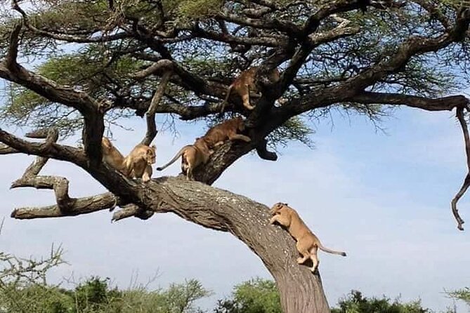 8 Days Green Season Offer - Luxury Serena Safari - Day Two: Lake Manyara’s Birds and Tree-Climbing Lions