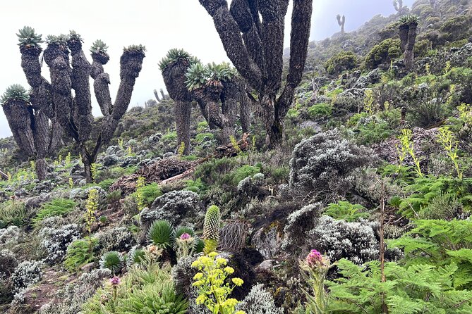 8 Days Kilimanjaro Climbing Lemosho Route - Before the trail: airport pickup, Moshi, and the gear check