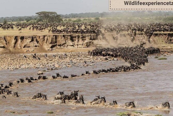 8 Days, Migrations Safari-River crossing -(July to October) - Lake Manyara closes the safari