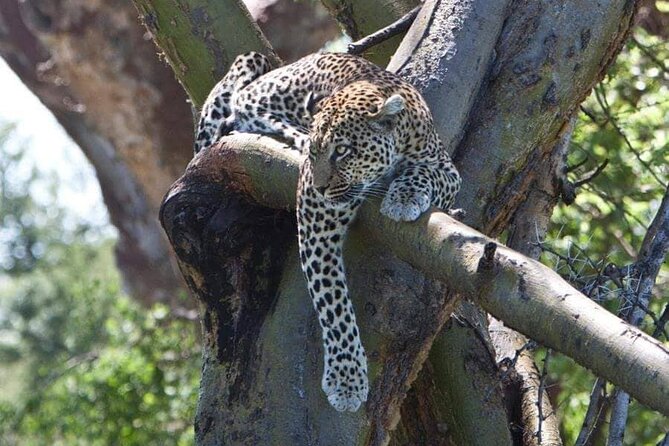 8 Days, Migrations Safari-River crossing -(July to October) - What the $5,600 price covers