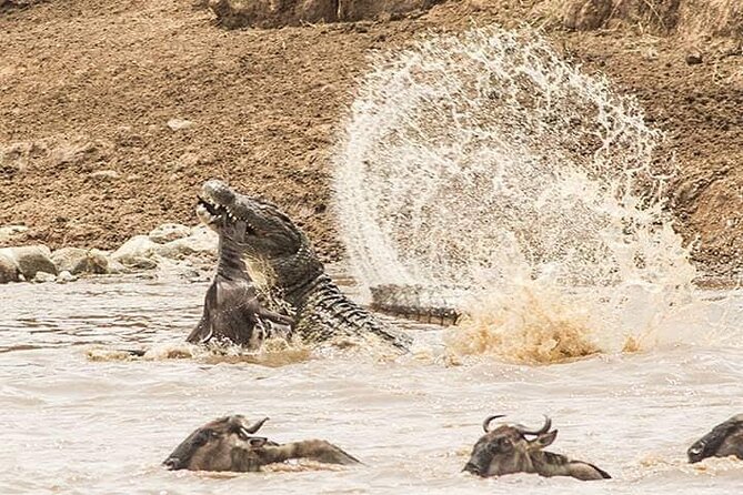 8 Days, Migrations Safari-River crossing -(July to October) - A full Serengeti day following the migration