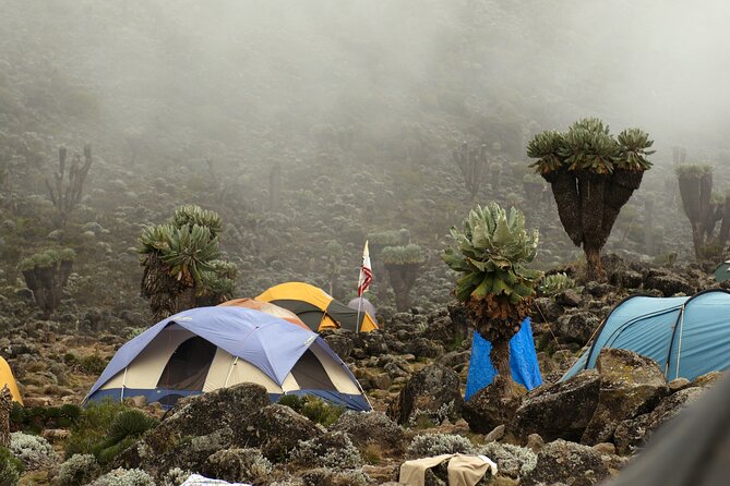 8 Days Mountain Kilimanjaro Lemosho Route - Day 4: Lava Tower, then down to Barranco