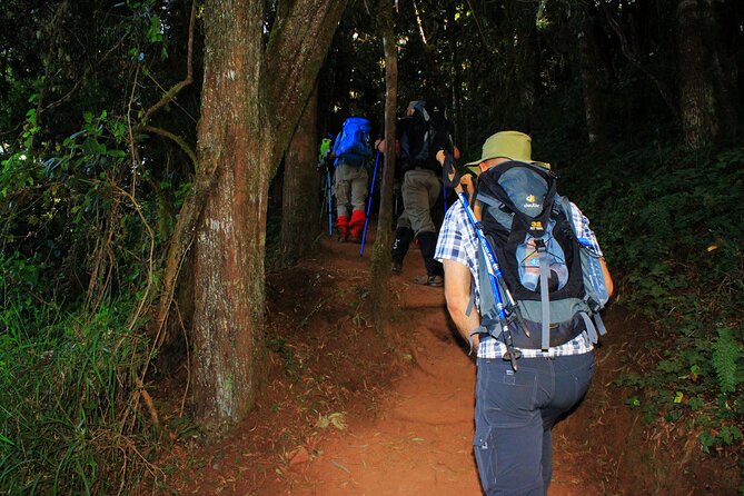 8 Days Mountain Kilimanjaro Lemosho Route - Day 2: From forest to Shira 1 Camp