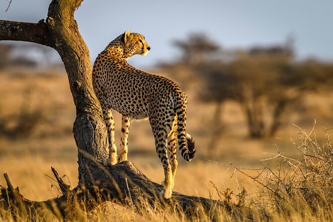8 Days Private Safari in Serengeti Tour - What this eight-day safari is really like