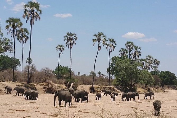 8 Days Safari to Mikumi NP, Ruaha NP and Nyerere NP + Isimila Stone Age Site - The route in a nutshell