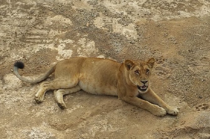 8 Days Safari to Mikumi NP, Ruaha NP and Nyerere NP + Isimila Stone Age Site - Why this southern circuit is different