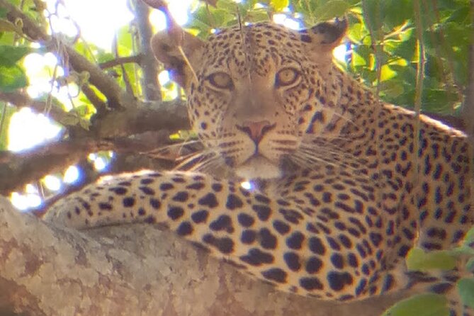 8 Days Safari to Mikumi NP, Ruaha NP and Nyerere NP + Isimila Stone Age Site - Day 2: A final Mikumi drive, then Iringa