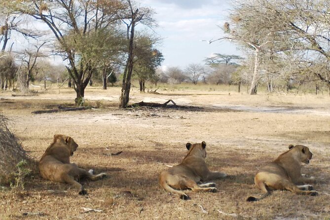 8 Days Safari to Mikumi NP, Ruaha NP and Nyerere NP + Isimila Stone Age Site - Days 3 and 4: Ruaha’s predators, rivers, and baobabs