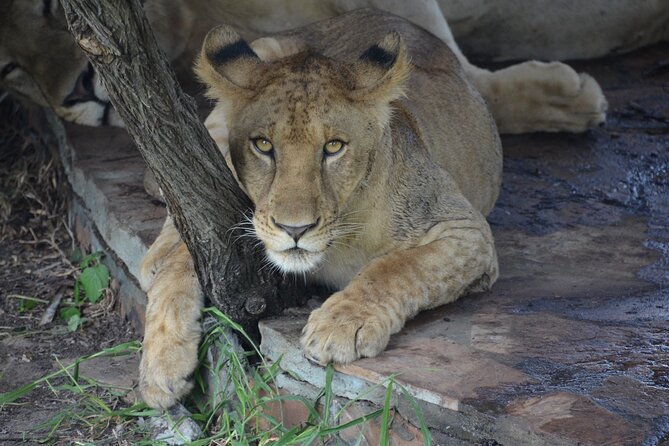8 Days Safari to Mikumi NP, Ruaha NP and Nyerere NP + Isimila Stone Age Site - Day 5: Isimila Stone Age Site and the road to Morogoro