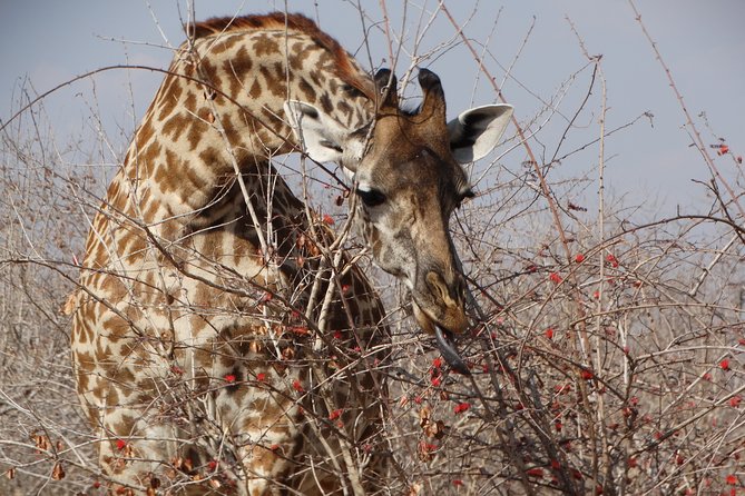 8 Days Safari to Mikumi NP, Ruaha NP and Nyerere NP + Isimila Stone Age Site - Day 6: Across the Uluguru Mountains to Selous