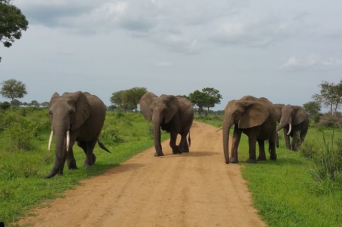 8 Days Safari to Mikumi NP, Ruaha NP and Nyerere NP + Isimila Stone Age Site - Day 8: Walking safari and return to Dar es Salaam