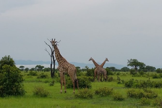 8 Days Safari to Mikumi NP, Ruaha NP and Nyerere NP + Isimila Stone Age Site - Day 1: Dar es Salaam to Mikumi and the hippo pool
