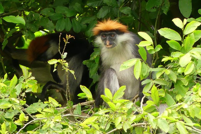 8 Days Safari to Mikumi, Ruaha & Udzungwa Mountains - Days 4 and 5: Two full days in elephant country