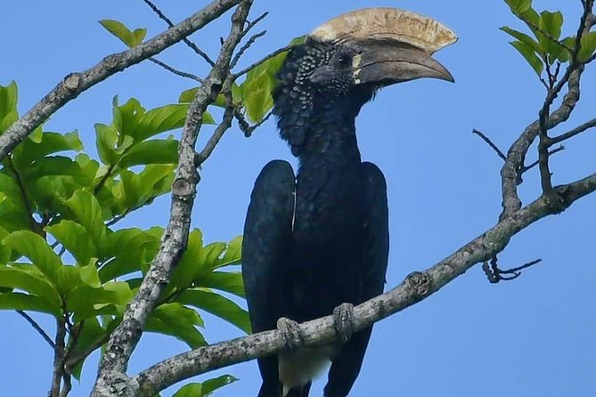 8 Days Safari to Mikumi, Ruaha & Udzungwa Mountains - Day 8: Return to Dar es Salaam