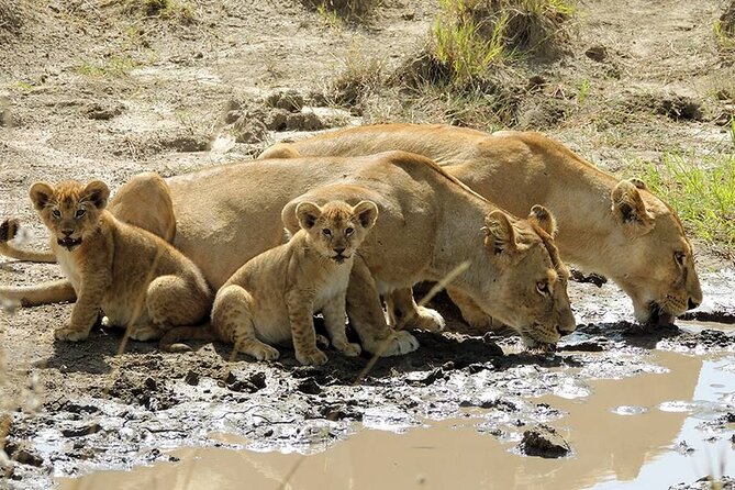 8 Days Serengeti Migration safari - Day 6: A final Serengeti drive and the Ngorongoro rim