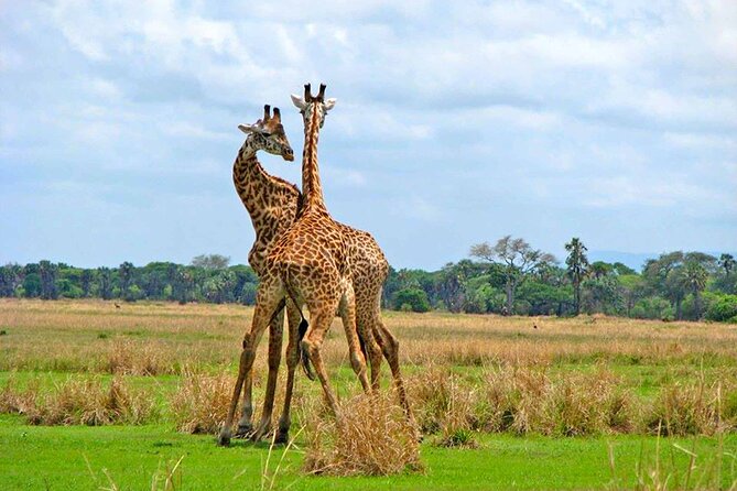 8 Days Serengeti Migration safari - Day 7: Descending into Ngorongoro Crater